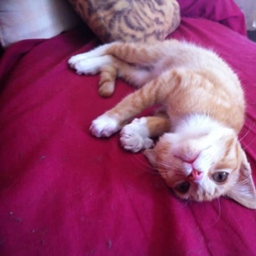 Peanut