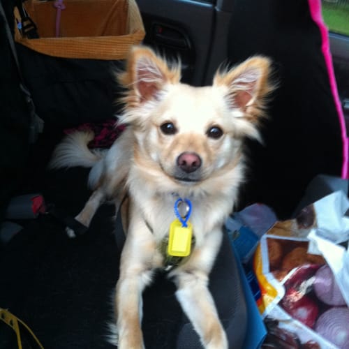 Louie (On Trial 18/10/14) ~ Pomeranian cross