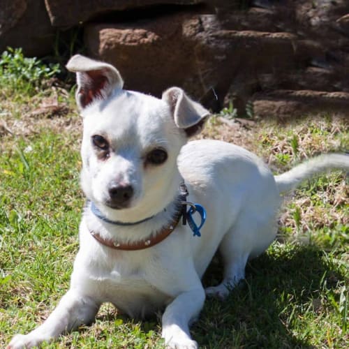 Gus