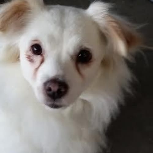 Annie 