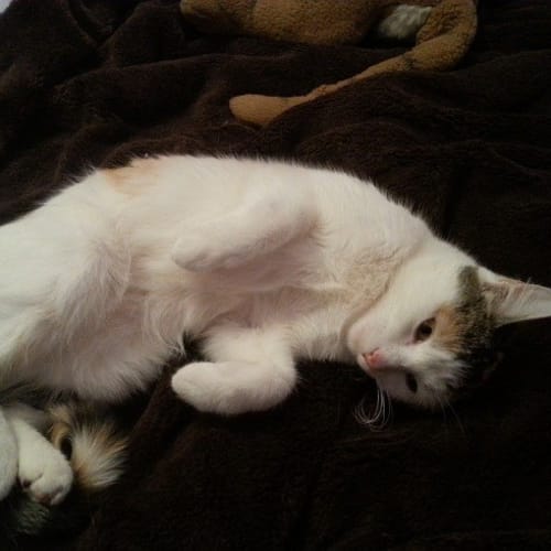 Abby (The Pet House, Erina Fair)