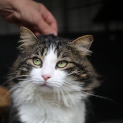 "Diesel" Purrfect Match