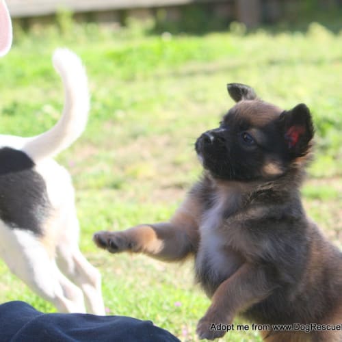 Puppy Mackie (On Trial 4/10/14)