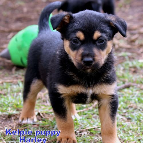 Harley (On Trial 27/9/14) ~ Kelpie Puppy