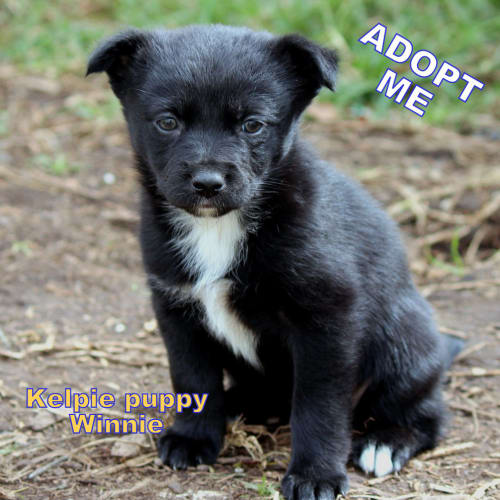 Winnie (On Trial 6/10/14)~ Kelpie Puppy