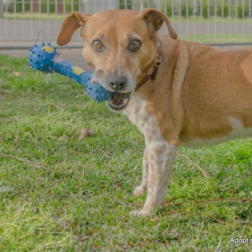 Daisy ~ Jack Russell (On Trial 29/9/14)