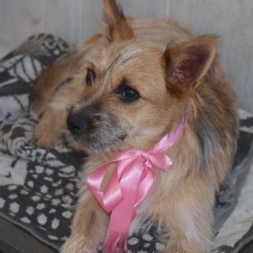 Cherry Pie (on trial 27/12/14) ~ cattle dog x  Jrt