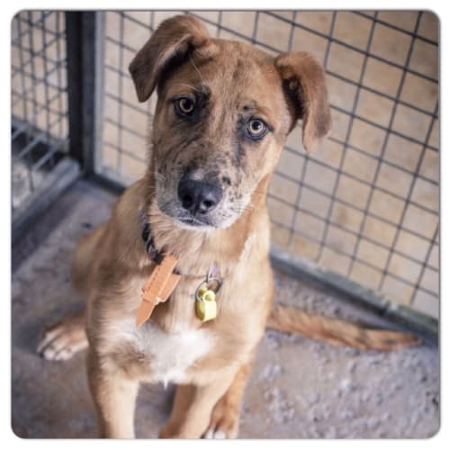 No photo for Quincy ** Adorable Smart Puppy **