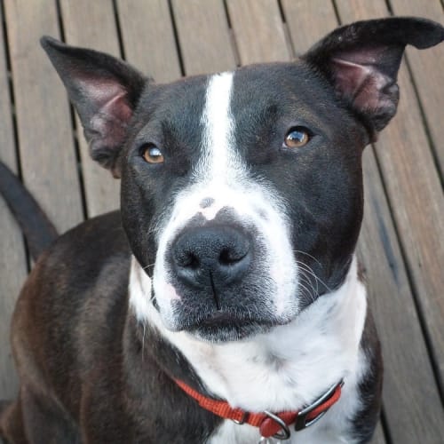 Stella (adoption pending)