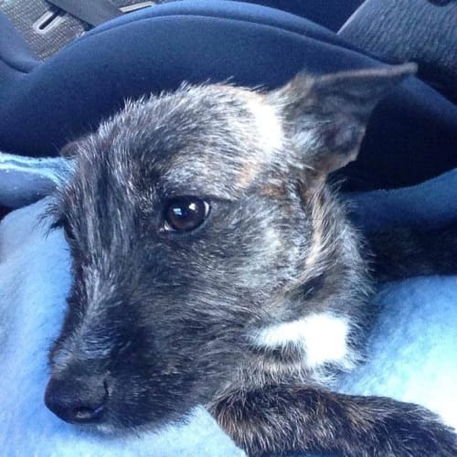 Xena: warrior princess!