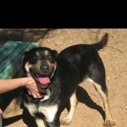 Miah-  The Happy Girl , Great with cats and dogs!