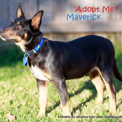 Maverick ~ kelpie (On Trial 30/9/14)