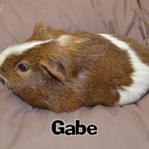 Gabe