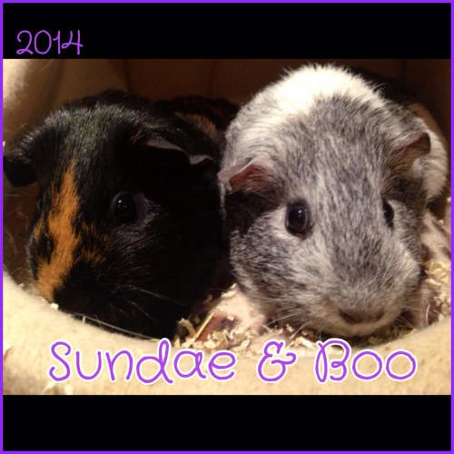 Sundae and Boo
