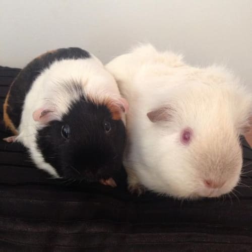 Wesley and Tricky