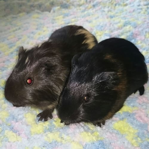 Zeus and Zorro