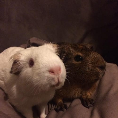 Coconut and Chocolate