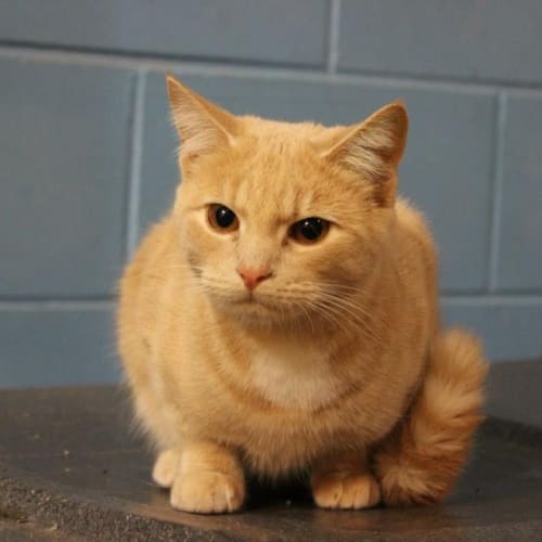 Simba