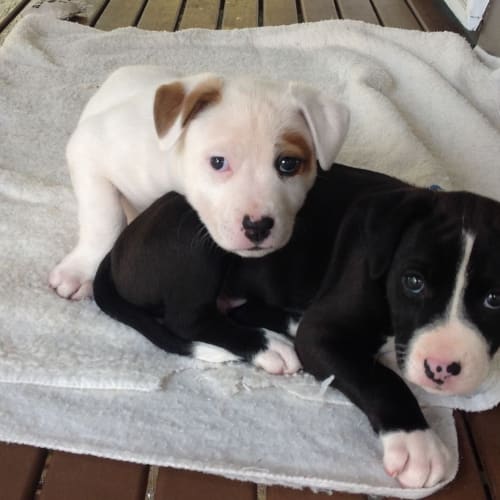 Boo Radley ~ Rehomed 1/10/2014