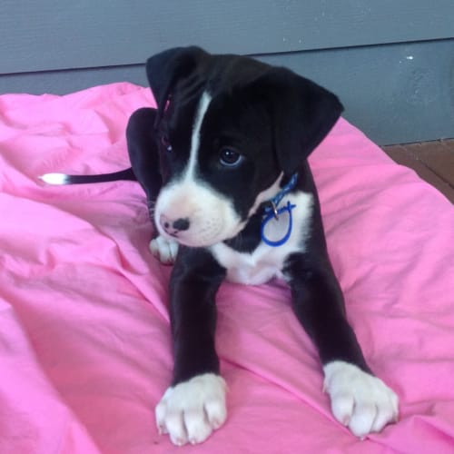 Scout ~ Rehomed 10/10/14