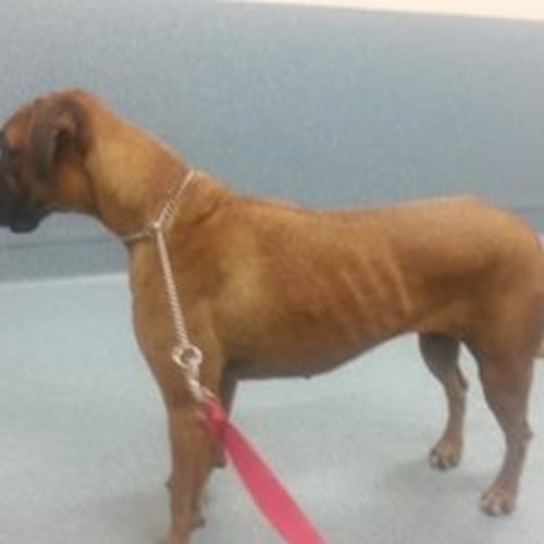 Leia (adoption pending)