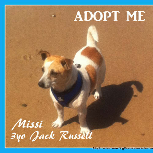 Missi (On Trial 30/9/14)~ Jack Russell Terrier