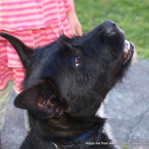 Daisy (On Trial 22/12/14) ~ Scottish Terrier x