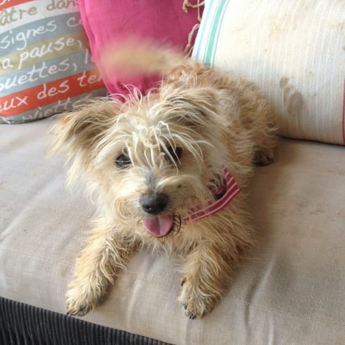 Coco *On Trial in Her New Home*