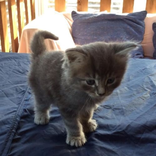 Ash (The Pet House, Erina Fair)