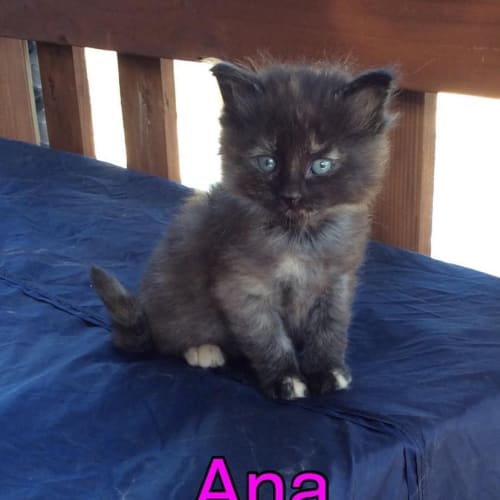 Ana (The Pet House, Erina Fair)