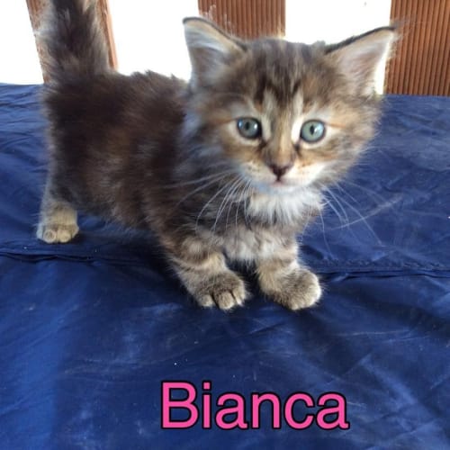 Bianca (The Pet House, Erina Fair)