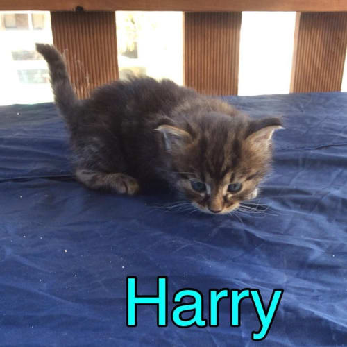 Harry (The Pet House, Erina Fair)