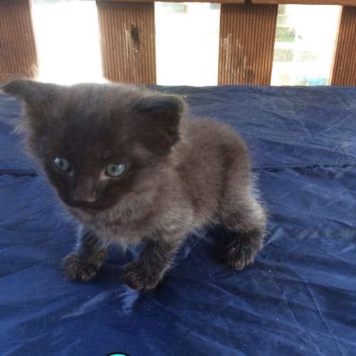 George (The Pet House, Erina Fair)