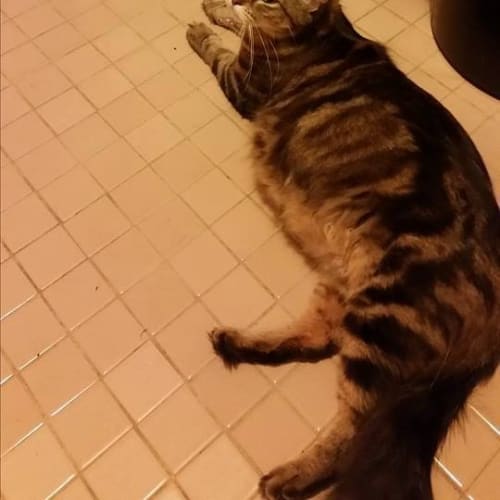 Lola (The Pet House, Erina Fair)