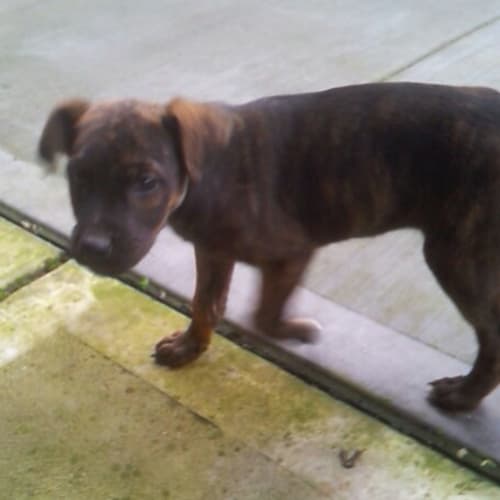 Roger - Staghound X Puppy