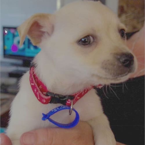 Cherry ~ Rehomed 4/10/14