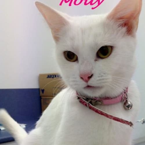 Molly  Kitten Kapers Rescue