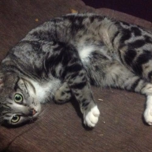 Nitro (The Pet House, Westfield Tuggerah)