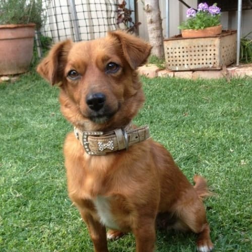 Lacey *On Trial in Her New Home*