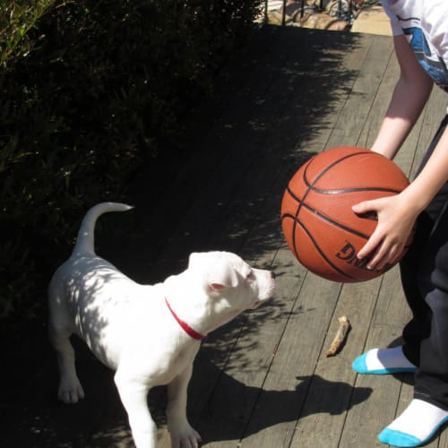 Tulip (On Trial 14/12/14)~ Lab x Bull Arab puppy