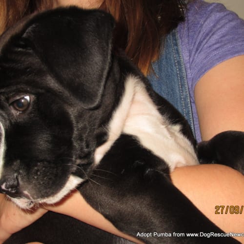 Pumba ~ Lab x Bull Arab puppy (On Trial 25/10/14)