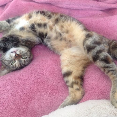 Kahleesi (The Pet House Westfield Tuggerah)