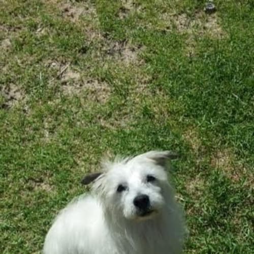 Benji DL764