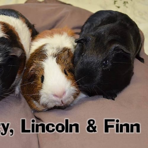 Teazy, Lincoln and Finn