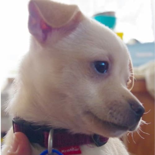 Hindy ~ Rehomed 3/10/2014