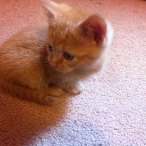 Simba 