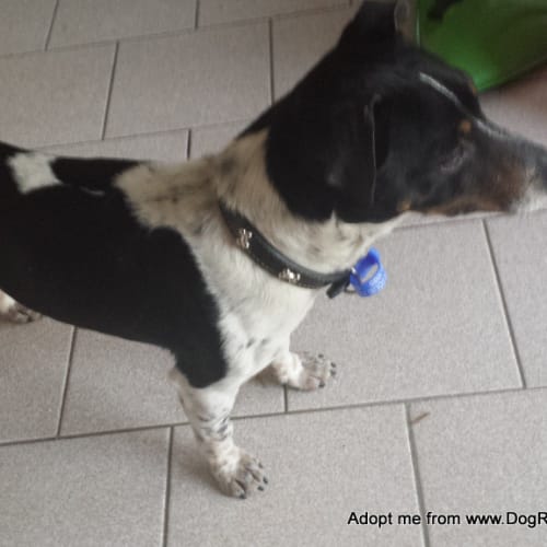 Turbo ~ 5yo Mini Foxy (On Trial 22/10/14)