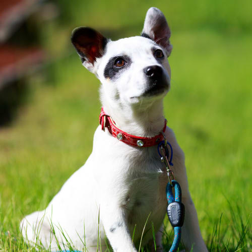 Lotus ~ Rehomed 2/11/14