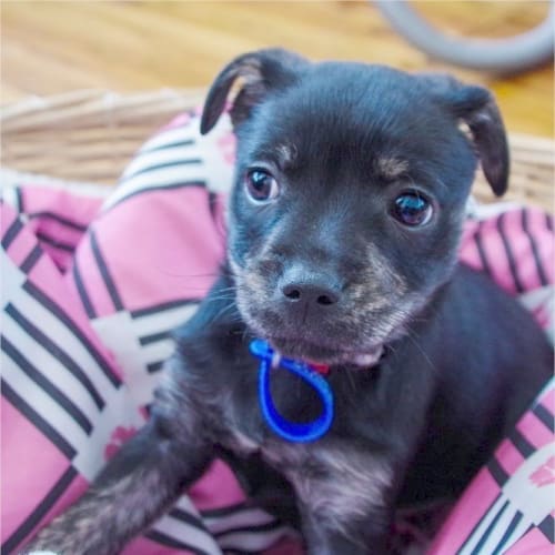 Matai ~ Rehomed 27/10/14