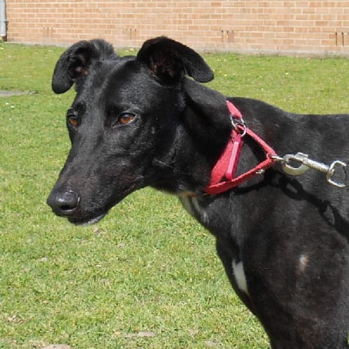 Storm - checking out my new home